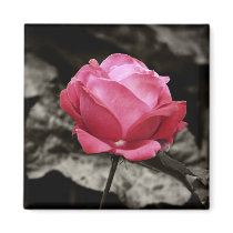 Pink Rose magnet magnets