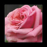 Pink Rose Magnet