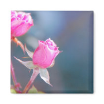 Pink Rose Magnet by pulsDesign Pink Rose Magnet