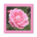Pink Rose magnets by ggbythebay Pink Rose magnets