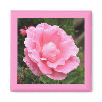 Pink Rose magnets