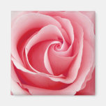 Pink Rose Magnet - Square magnets