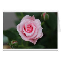 Pink Rose Note Cards