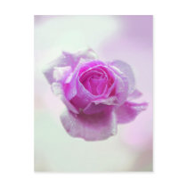 Pink Rose of love Post Card