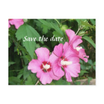 Pink Rose of Sharon Flowers with bee Postcards