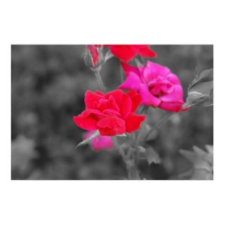 Pink rose on black and white print