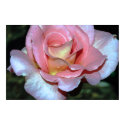 Pink Rose on Canvas Print