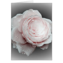pink rose on gray card