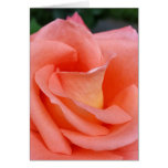 pink rose petals card