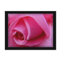 Pink Rose Petals postcards