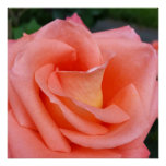 pink rose petals poster