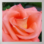 pink rose petals poster