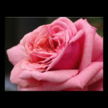 Pink Rose Photo Print