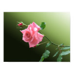 Pink Rose Photo Print posters