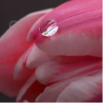 Pink Rose Photo Sculpture photo sculptures by WeddingsBest Pink Rose Photo Sculpture photo sculptures