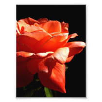 Pink Rose Photo Print