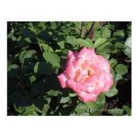Pink Rose Post Cards