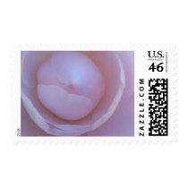 Pink Rose Postage Stamps