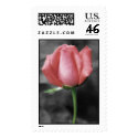 pink rose postage by Nitalc pink rose postage