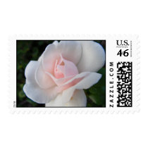 Pink Rose Postage