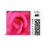 Pink Rose