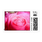 postcard - Pink Rose Postage. 
Photography by Julie A Farrell (copyright 2010)