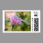 Pink Rose Postage postage