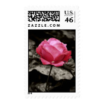 Pink rose postage stamps