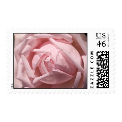 Pink Rose Postage Stamp
