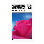 Pink Rose stamp