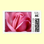 Pink Rose Postage stamps