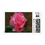 Pink Rose Postage Stamp