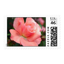 Pink Rose Postage Stamp