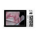Pink Rose Postage Stamps