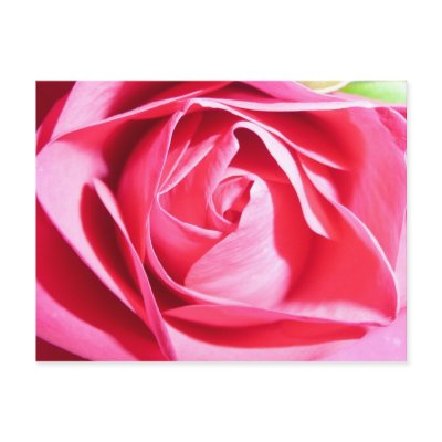 Pink Rose postcard by bkang22
