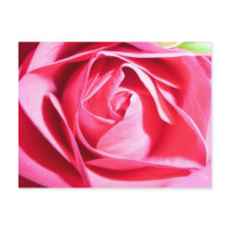 Pink Rose postcard