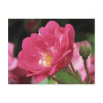 Pink Rose postcards