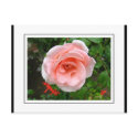 Pink rose postcard by laly_sb Pink rose postcard