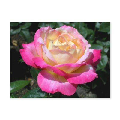 Pink Rose Postcards