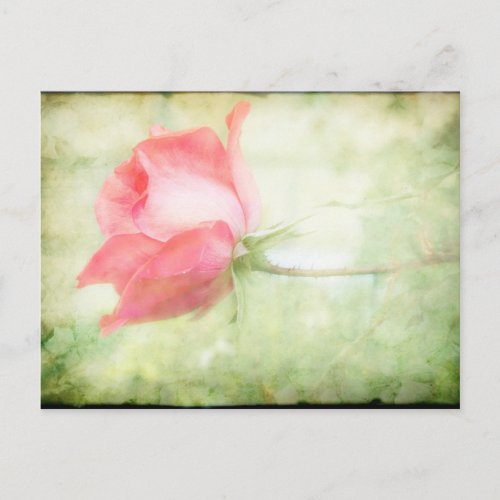 Pink Rose Postcards