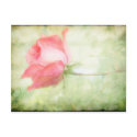 Pink Rose postcards by jonicool Pink Rose postcards