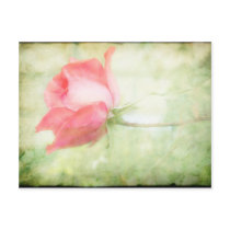 Pink Rose postcards by jonicool Pink Rose postcards