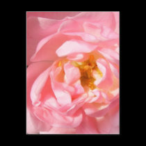 pink rose postcards