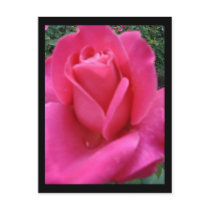 Pink Rose postcards