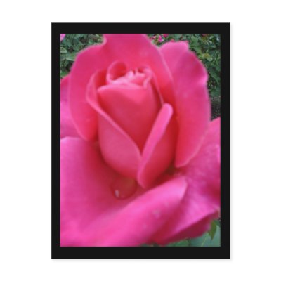 Pink Rose Postcard by ELF1020