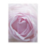 Pink rose post cards