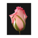 Pink Rose postcards by birdersue Pink Rose postcards