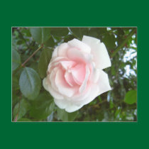 Pink rose postcard