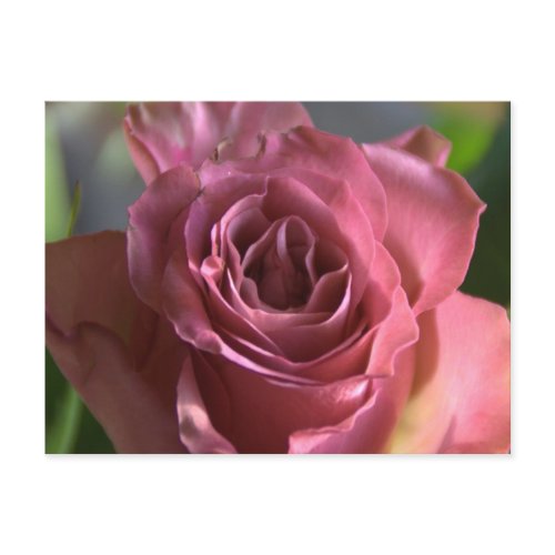 Pink rose