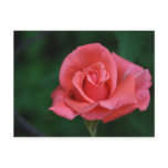 harmony, pink, rose, flower, plant, garden, love,